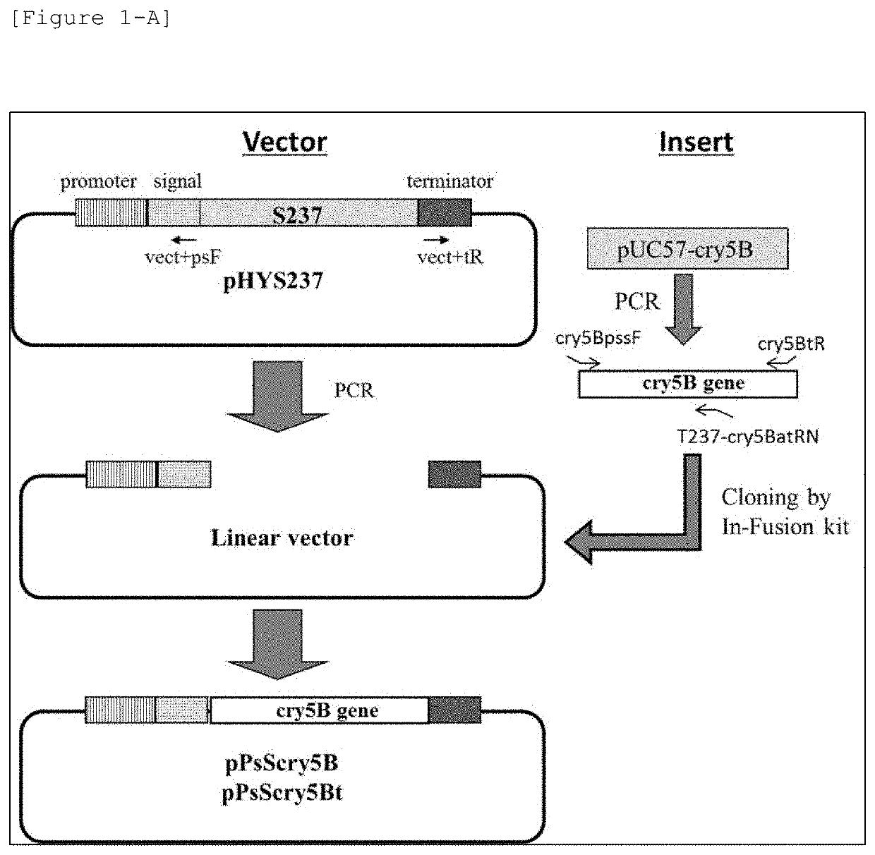 Production Method for Protein