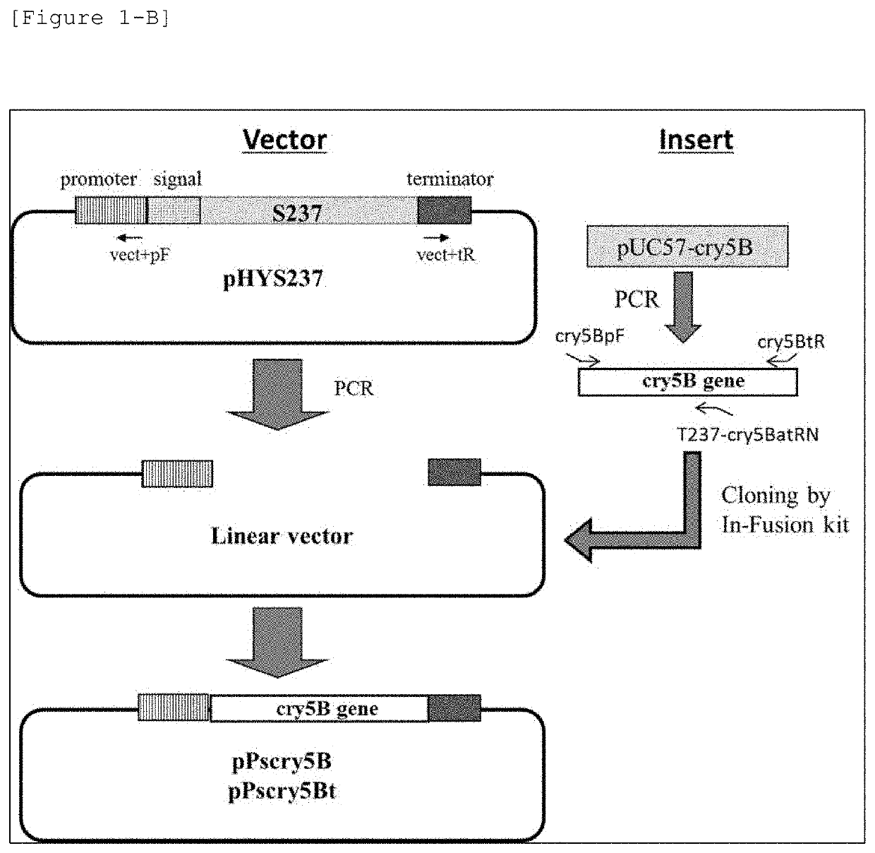 Production Method for Protein