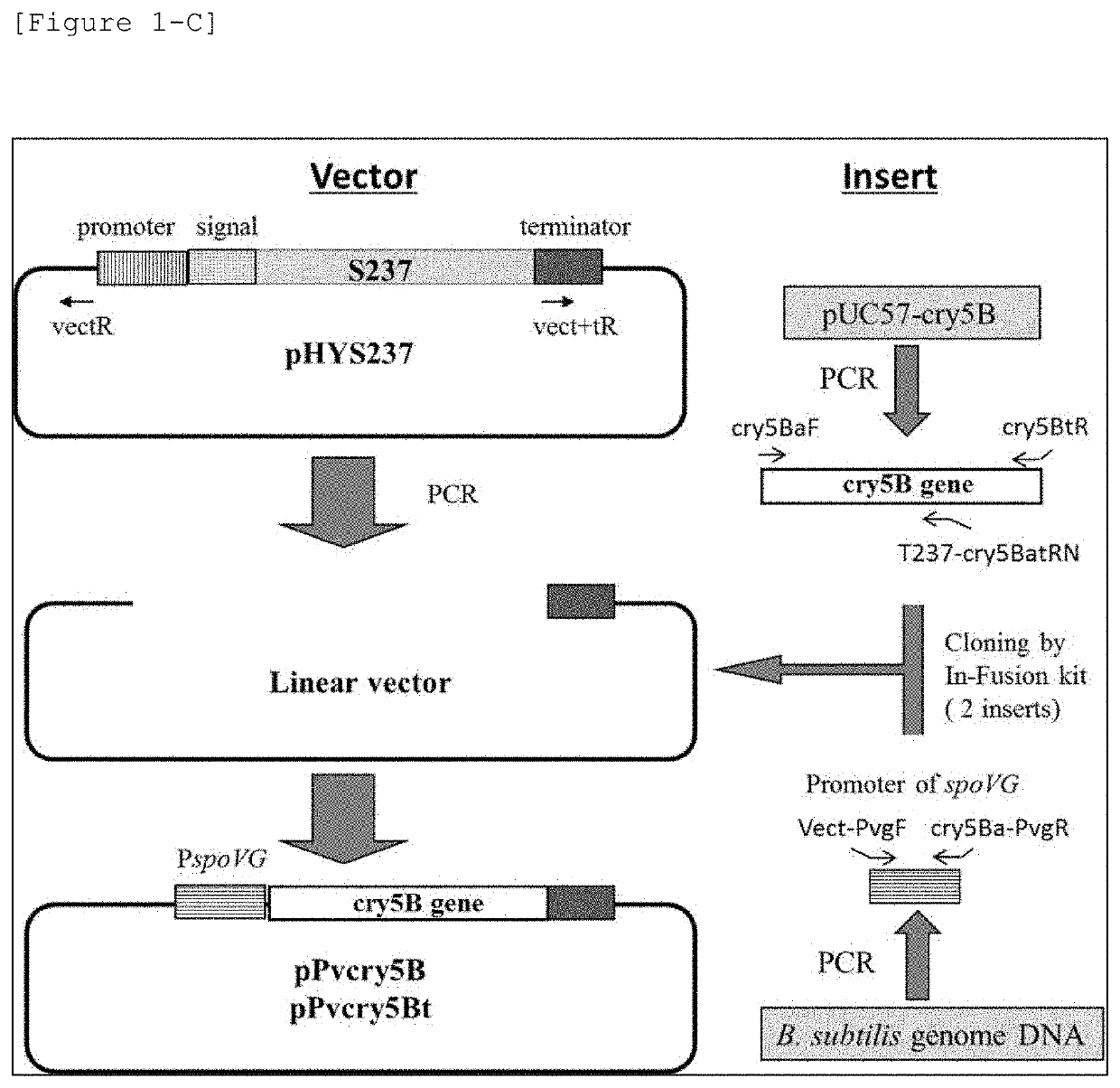 Production Method for Protein