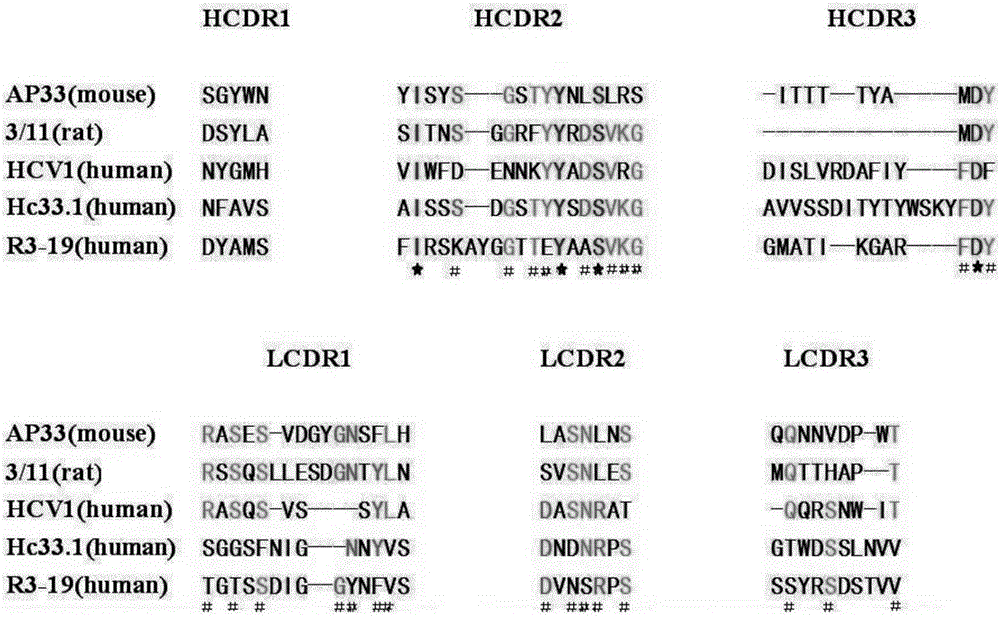 Multi sub-gene resistant type HCV (Hepatitis C Virus) antibody gene R3-19 and application thereof