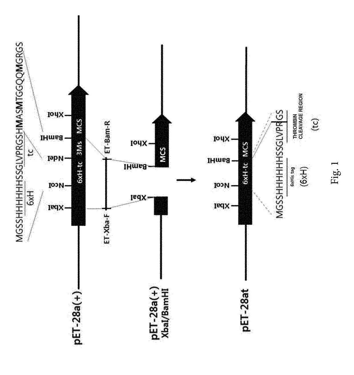 Methionyl tRNA synthetase for biosynthesis of photomethionine-labeled protein and method for preparing photoactive protein G variant using same