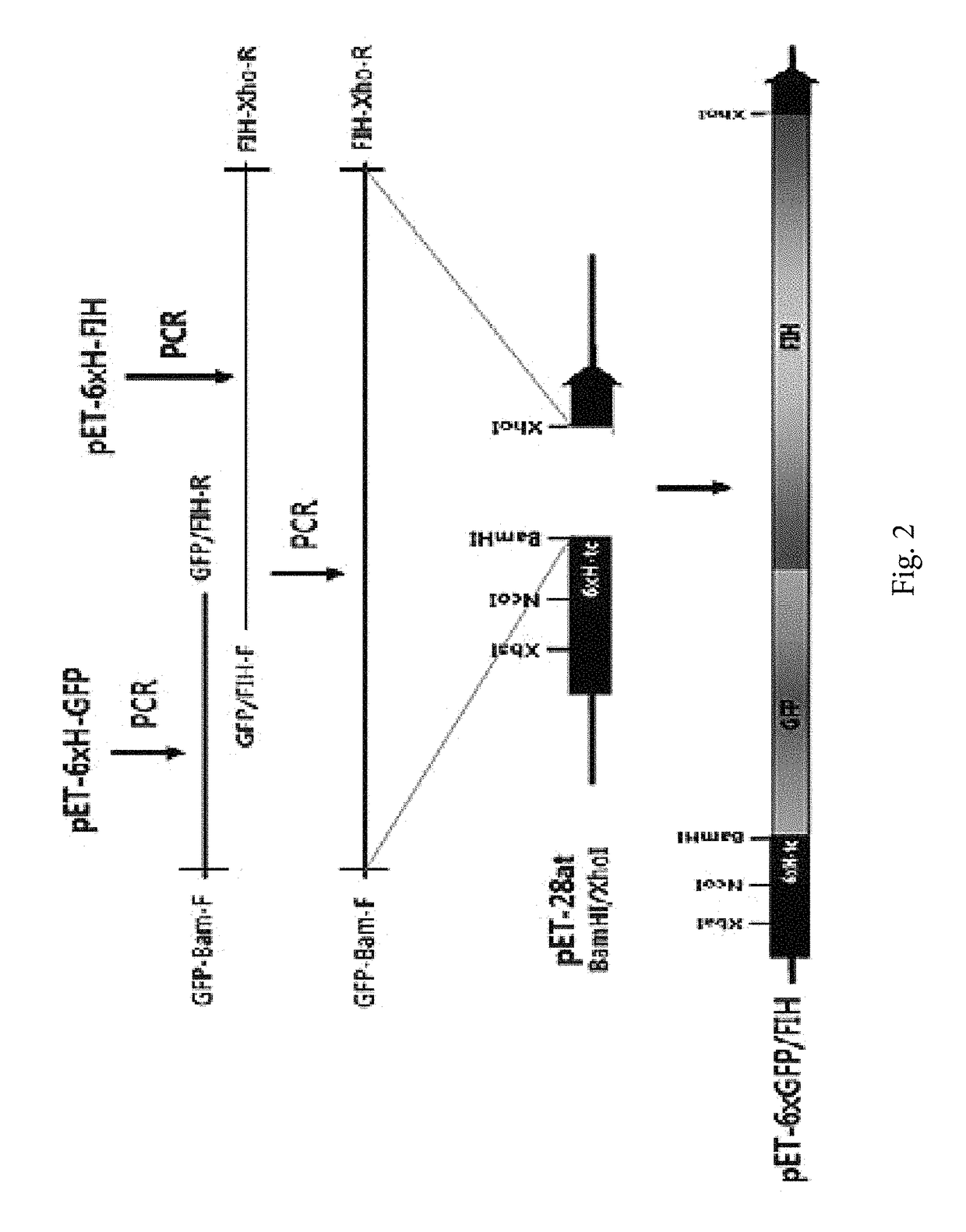 Methionyl tRNA synthetase for biosynthesis of photomethionine-labeled protein and method for preparing photoactive protein G variant using same