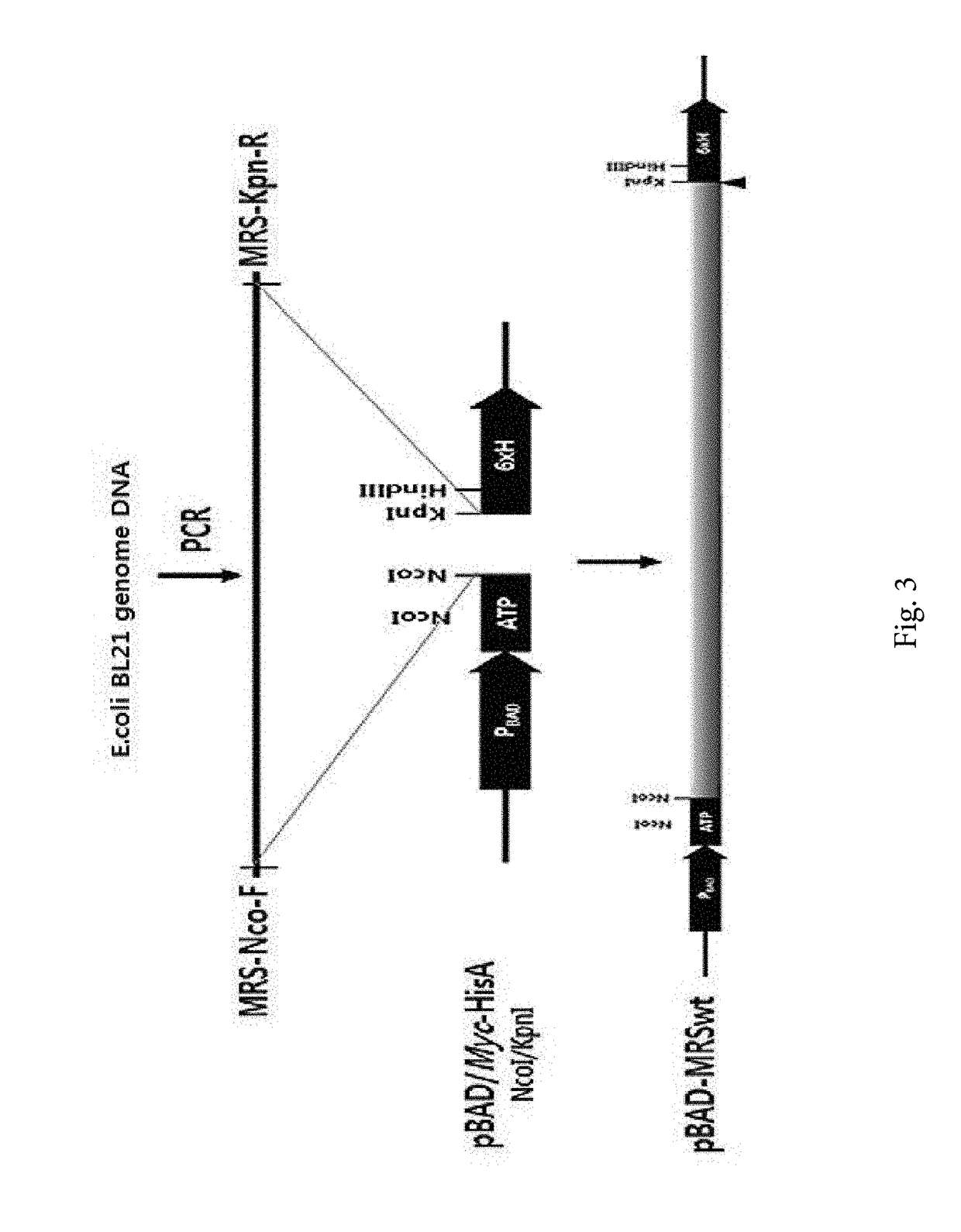 Methionyl tRNA synthetase for biosynthesis of photomethionine-labeled protein and method for preparing photoactive protein G variant using same