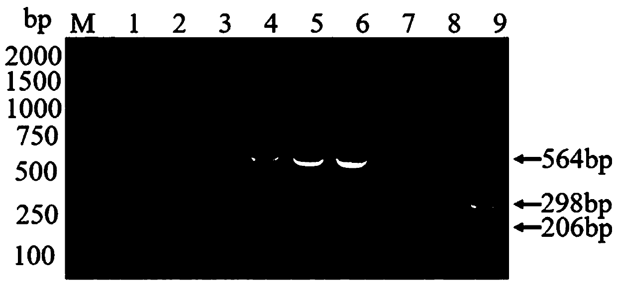 Multiplex RT-PCR detection method of porcine delta coronavirus, porcine epidemic diarrhea virus and porcine sapelovirus, and applications thereof