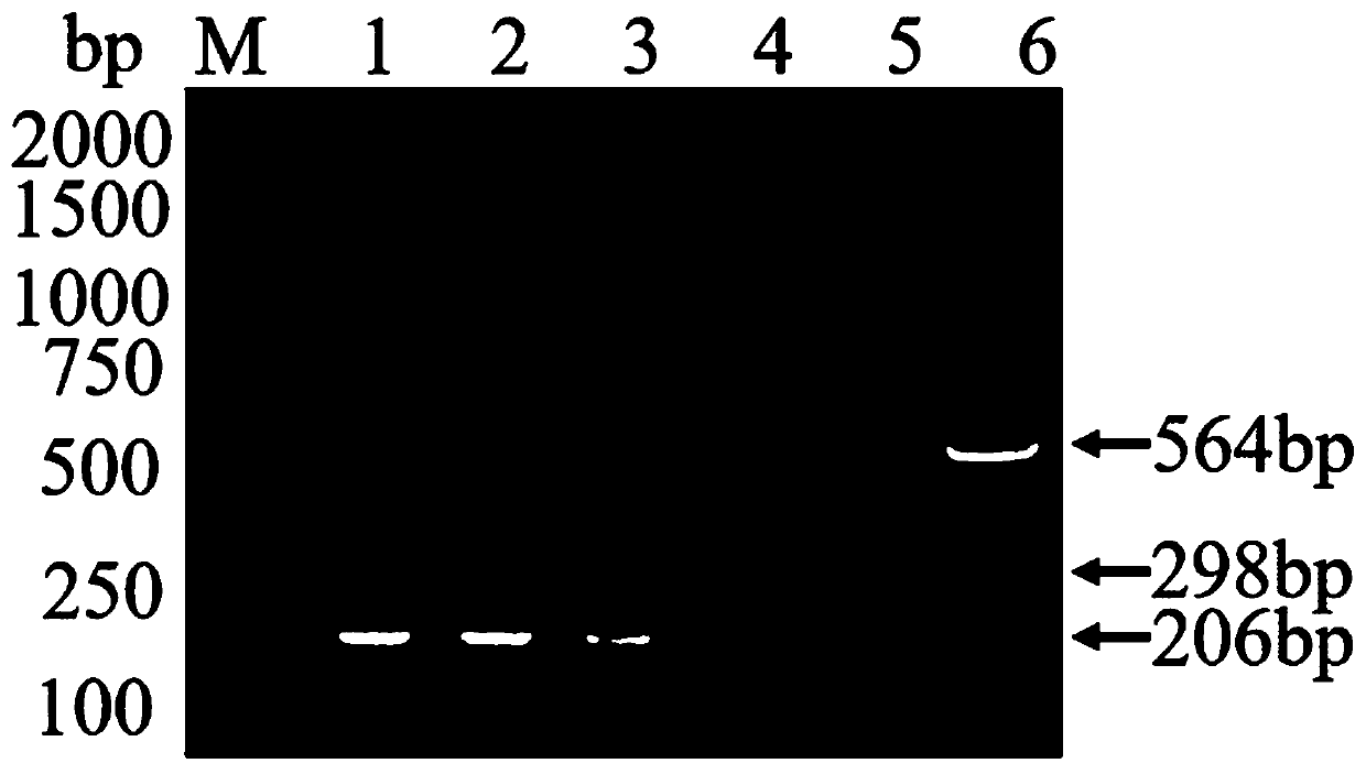 Multiplex RT-PCR detection method of porcine delta coronavirus, porcine epidemic diarrhea virus and porcine sapelovirus, and applications thereof