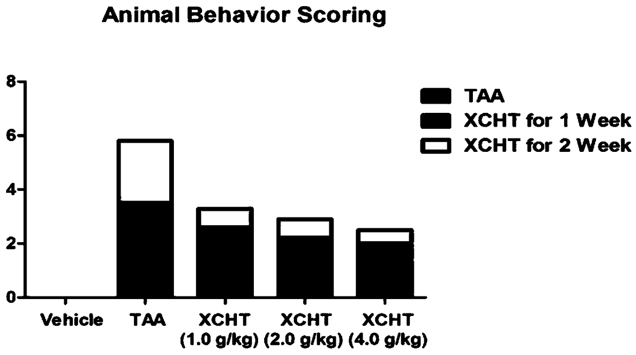 Application of common goldenrop soup in preparing medicine for treating hepatic encephalopathy