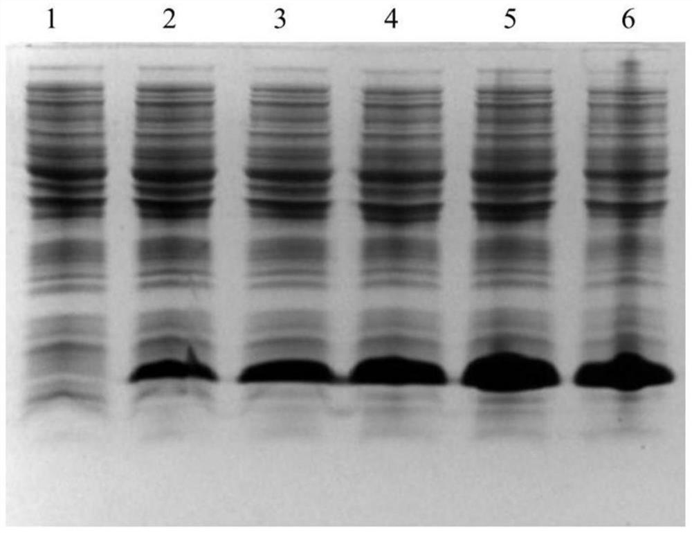 A kind of preparation method of semaglutide precursor