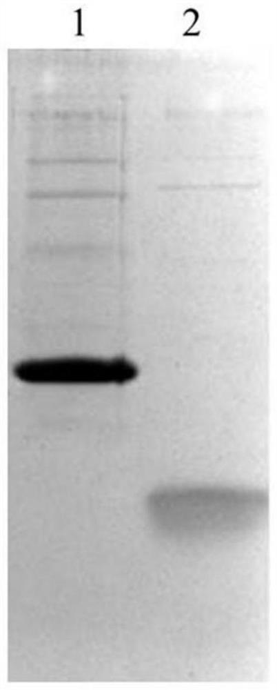 A kind of preparation method of semaglutide precursor