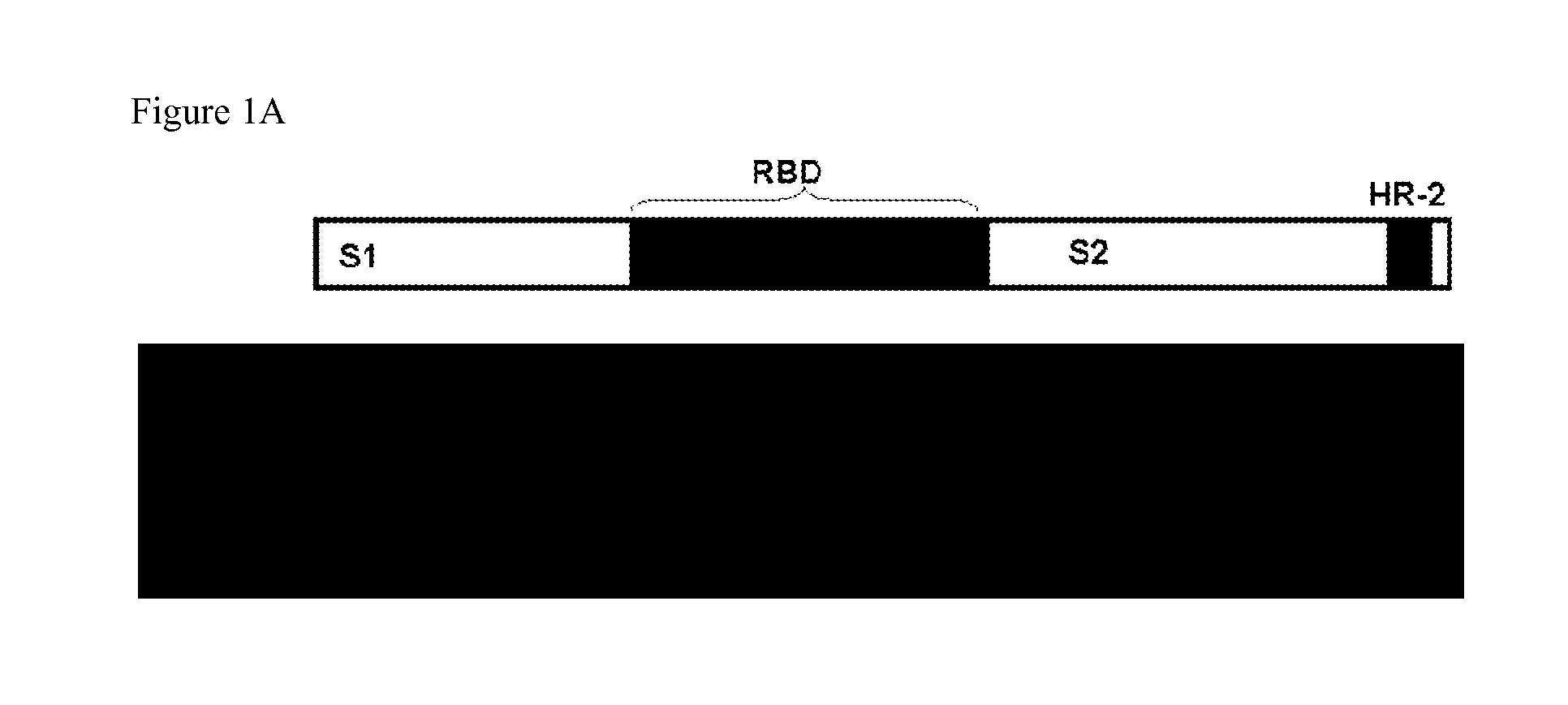 CROSS-NEUTRALIZING HUMAN MONOCLONAL ANTIBODIES TO SARS-CoV AND METHODS OF USE THEREOF