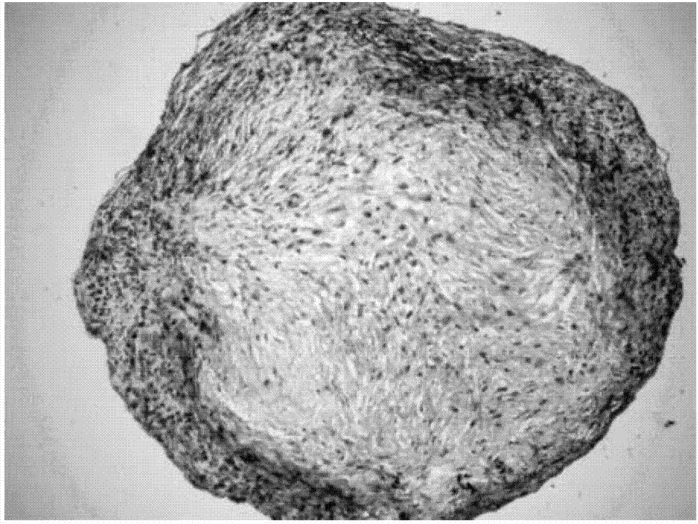 Method for inducing differentiation from mesenchymal stem cells to cartilage cells and application of mesenchymal stem cells in osteoarthritis