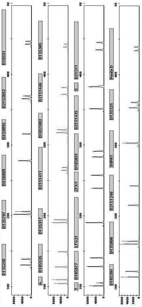 Amplification composition and rapid detection kit for detecting abnormal number of chromosomal aneuploidy