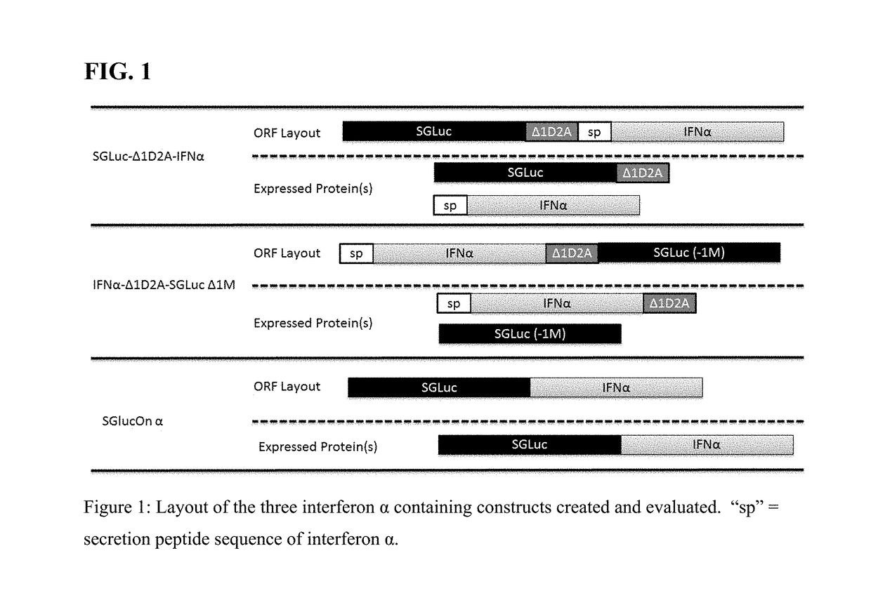 Fusion protein comprising gaussia luciferase, translation interrupter sequence, and interferon amino acid sequences