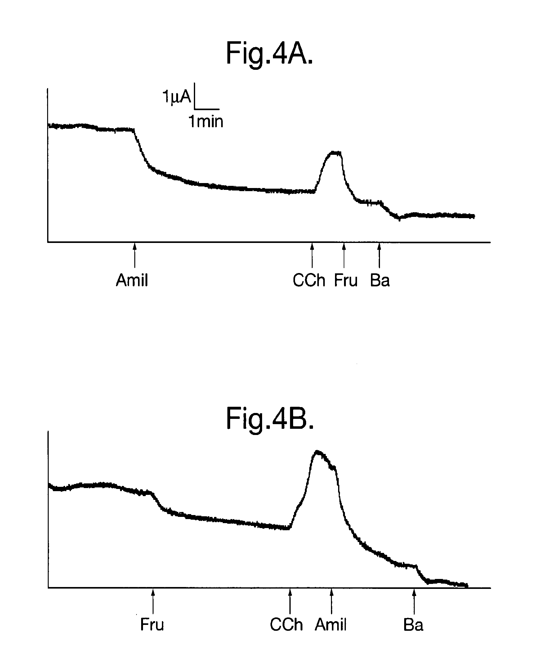 Apocrine cell line