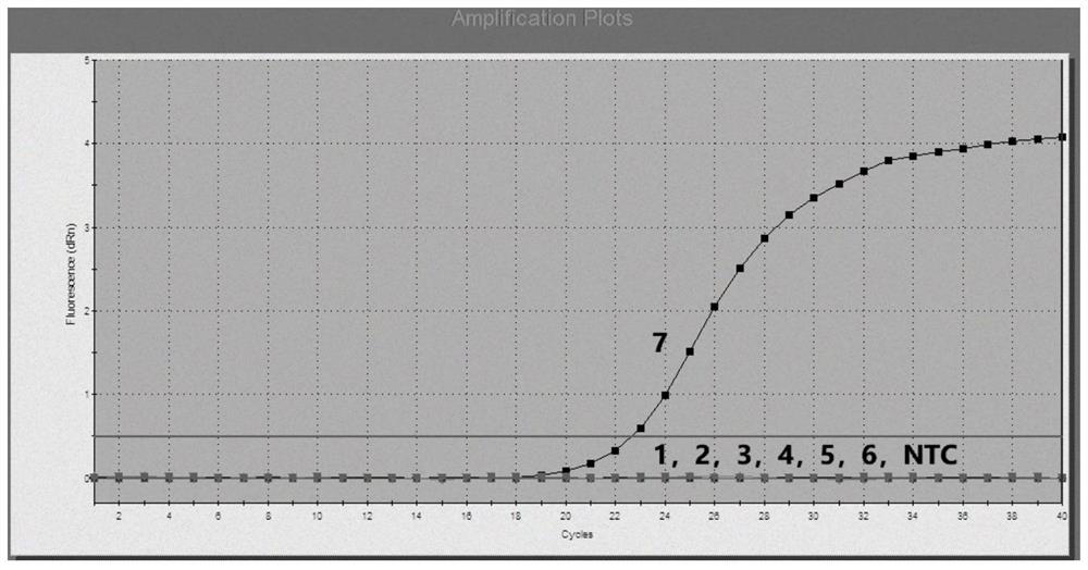 Specific primer, probe and rapid detection kit for detecting yellow catfish Picornavirus-1