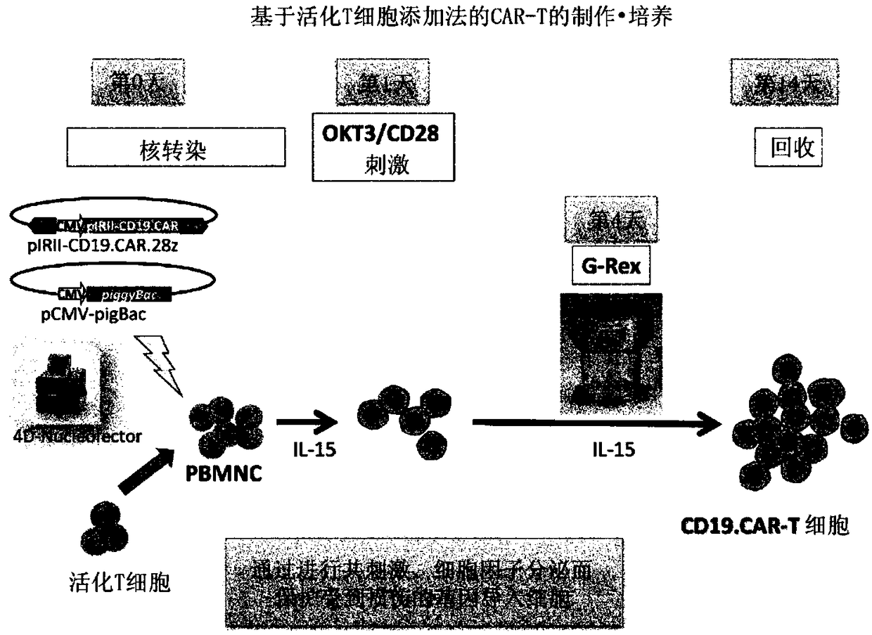 Method for preparing genetically-modified t cells which express chimeric antigen receptor