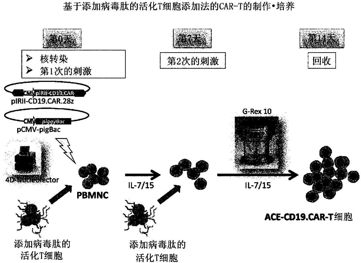 Method for preparing genetically-modified t cells which express chimeric antigen receptor