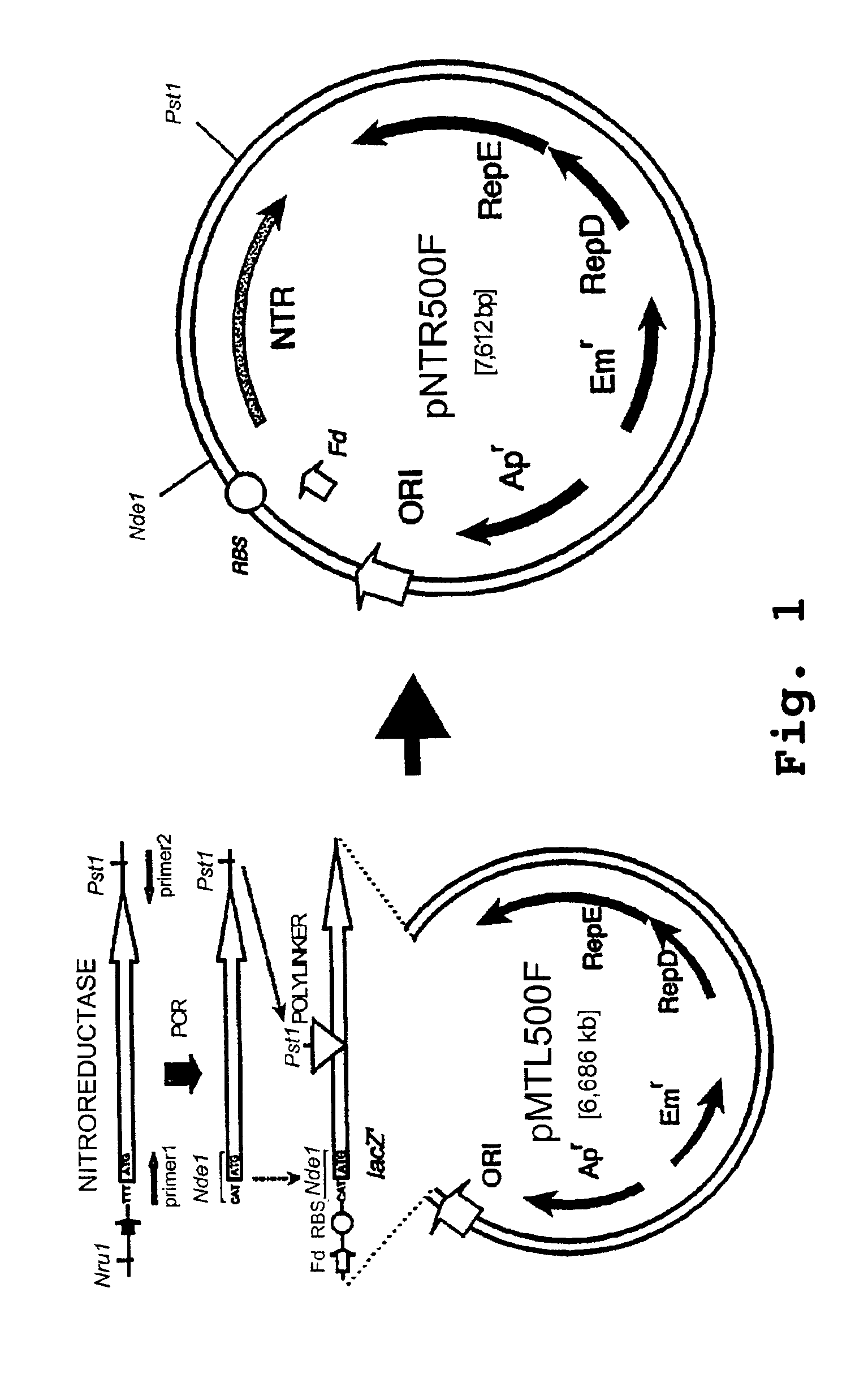 Anaerobe targeted enzyme-mediated prodrug therapy