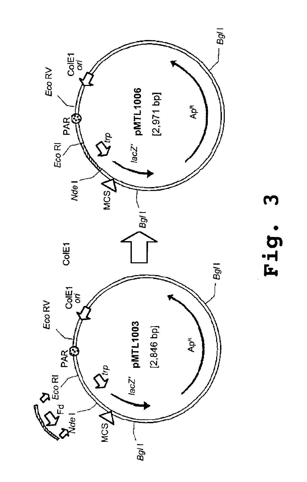 Anaerobe targeted enzyme-mediated prodrug therapy