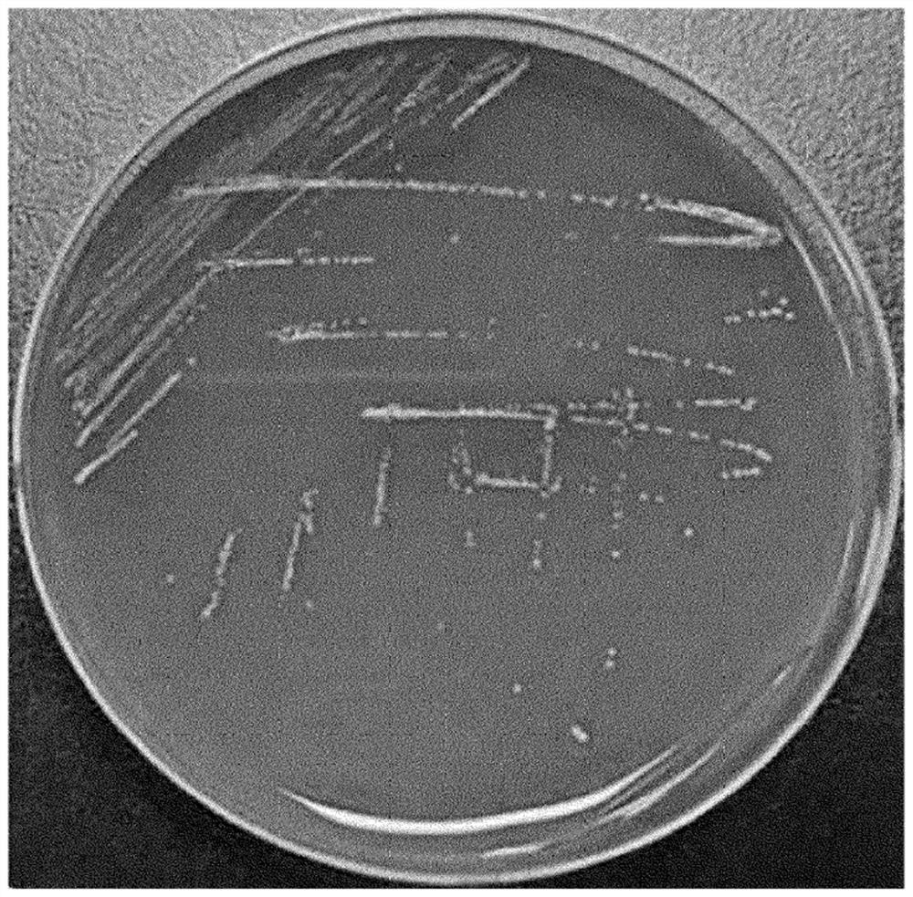 Novel cutibacterium granulosum strain, and composition comprising such strain or culture thereof for preventing or treating acne