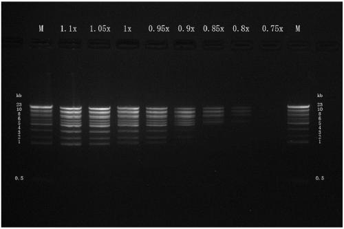 Magnetic bead reagent applied to screening super-long fragment nucleic acids and screening method