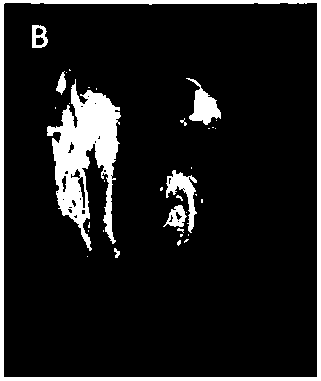 Tissue engineered cartilage scaffold containing biologically active factors and its preparation method and application