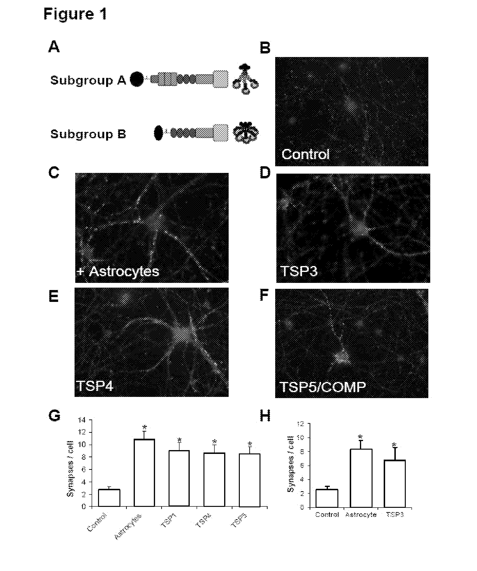 Modulation of synaptogenesis