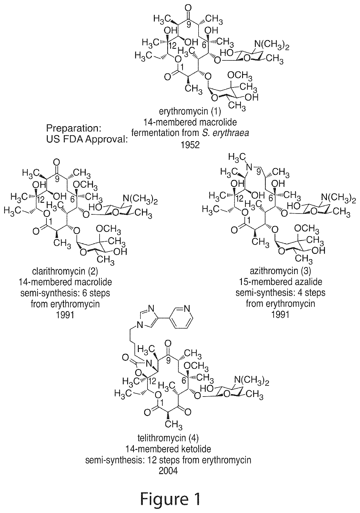 14-membered ketolides and methods of their preparation and use