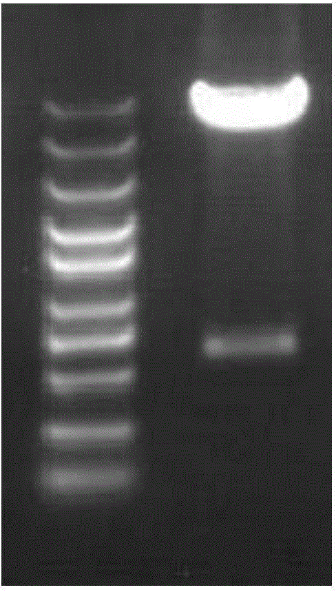 DC cell based on HM1.24 antigen, targeting immune cell population, preparation method and applications thereof