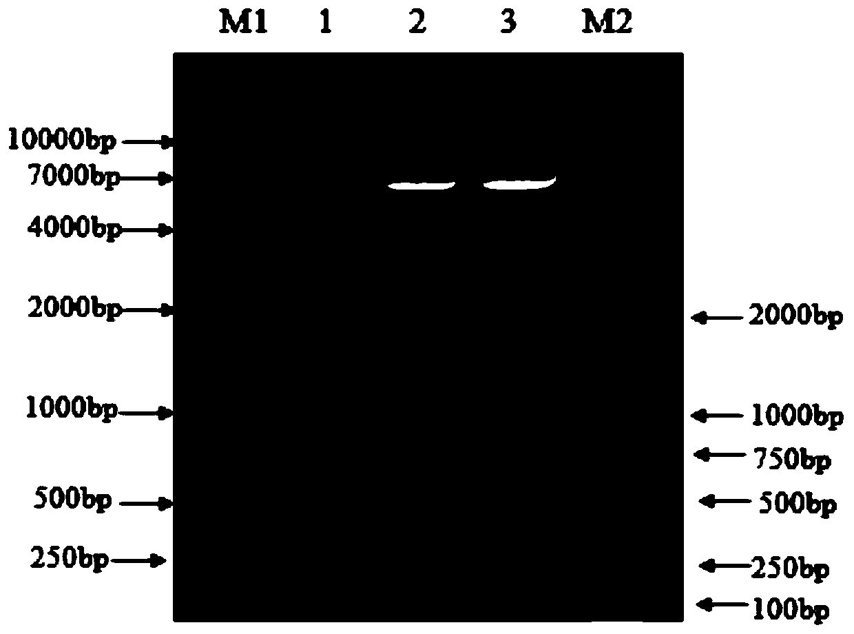 Prokaryotic soluble expression method of VP3 gene of South African type 2 foot-and-mouth disease virus