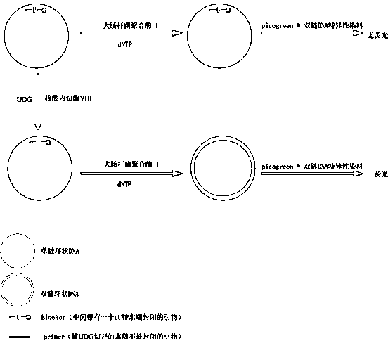 An endonuclease VIII activity measuring method