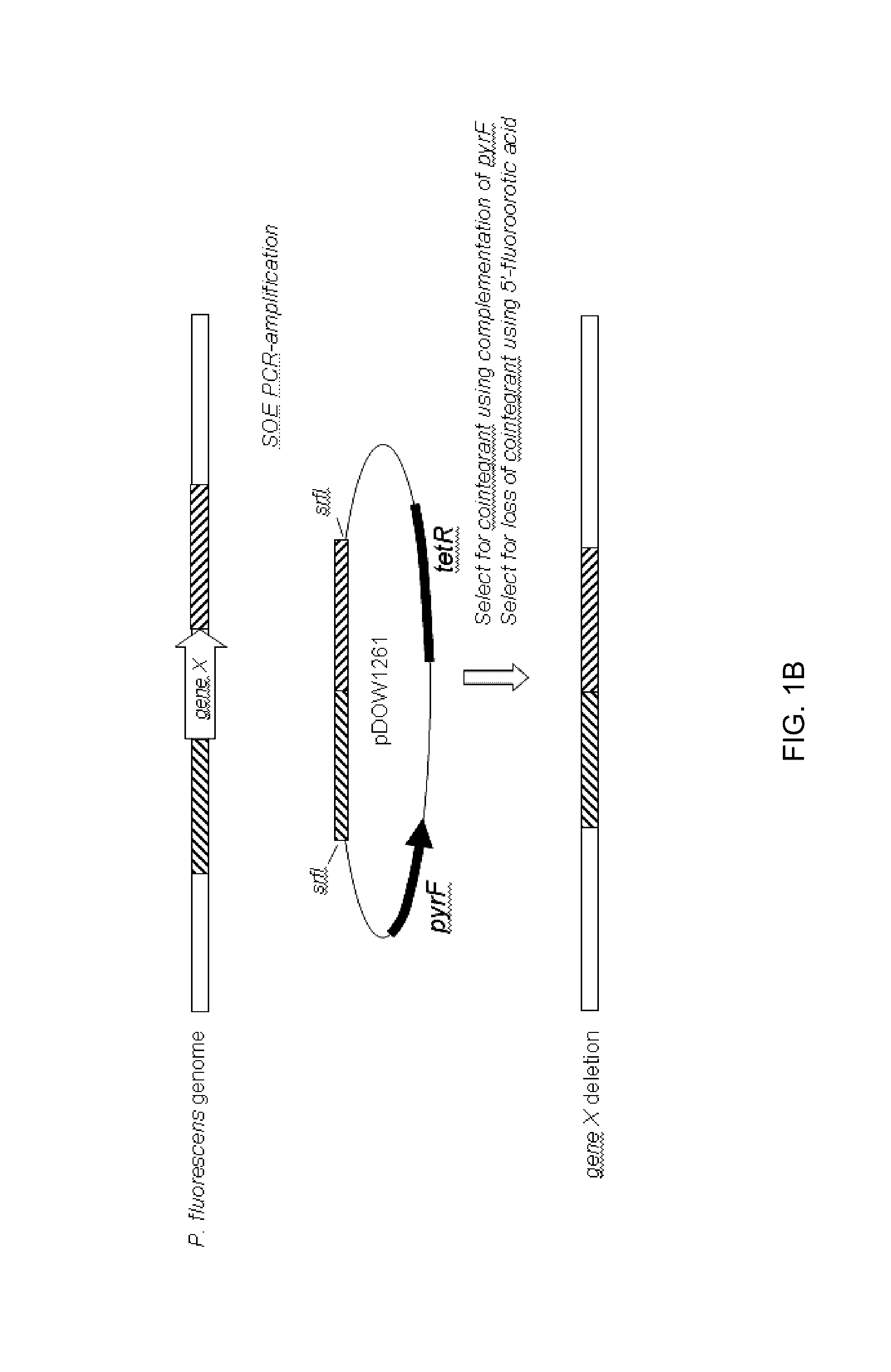 Method for rapidly screening microbial hosts to identify certain strains with improved yield and/or quality in the expression of heterologous proteins