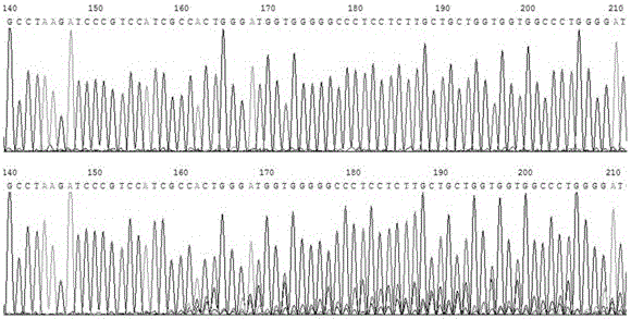 Method for knocking out EGFRwt and EGFRvIII simultaneously from glioblastoma multiforme