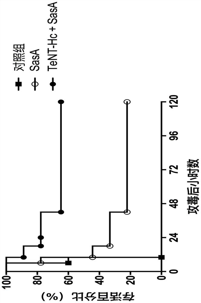 A combined vaccine for the prevention of Staphylococcus aureus infection and tetanus