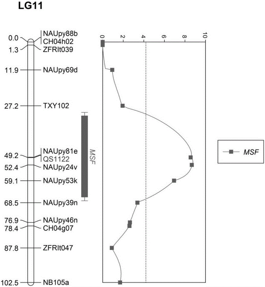 Molecular marker of pear fruit single fruit weight main-effect QTL (quantitative trait loci) site MSF, and application thereof