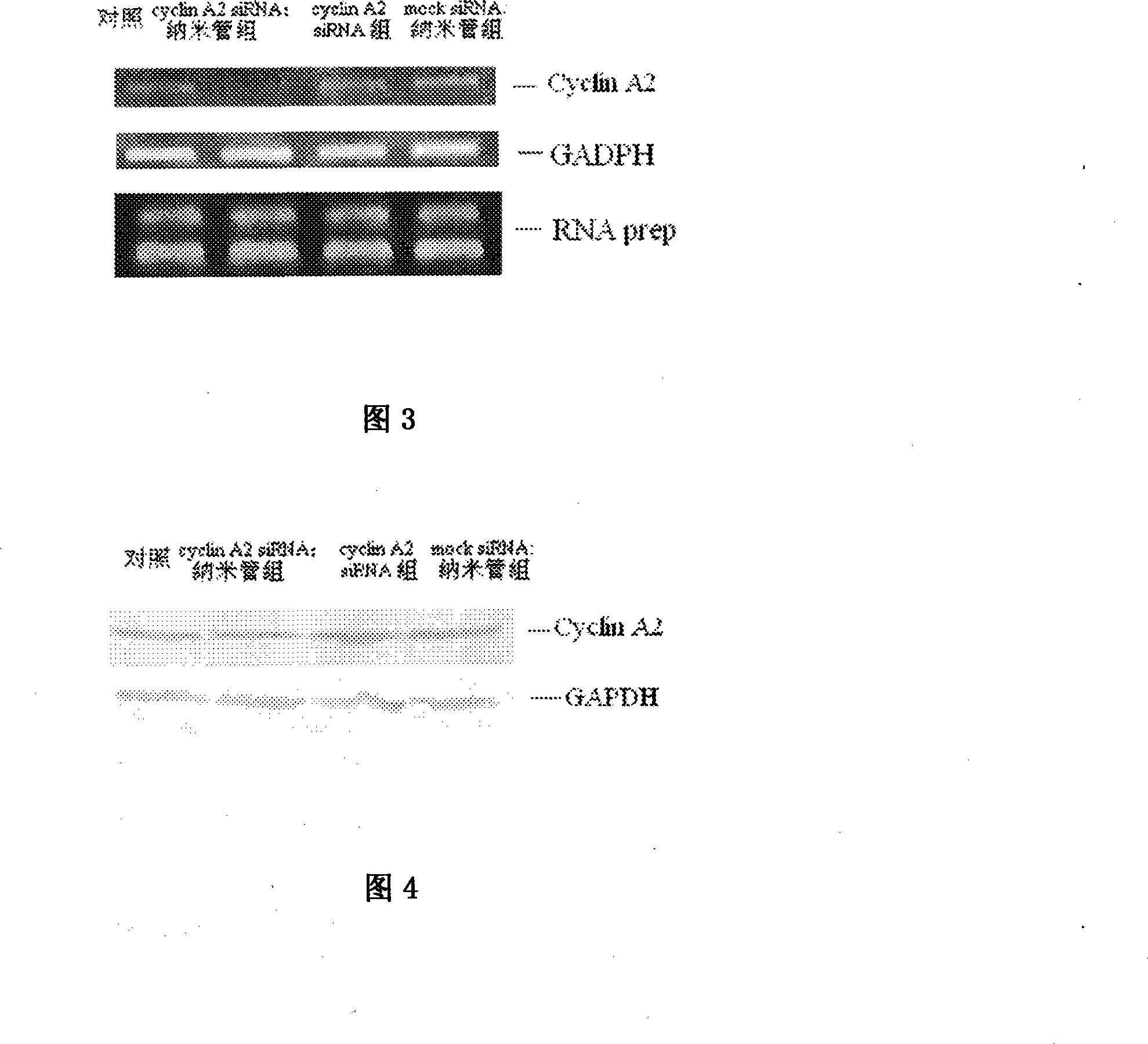 Carbon nano-tube as siRNA carrier and transfection method thereof