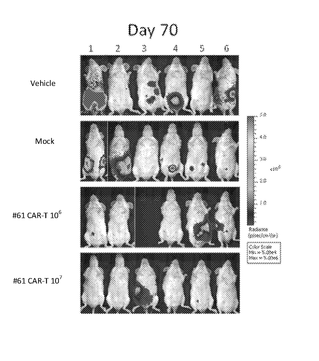 Constructs targeting afp peptide/mhc complexes and uses thereof