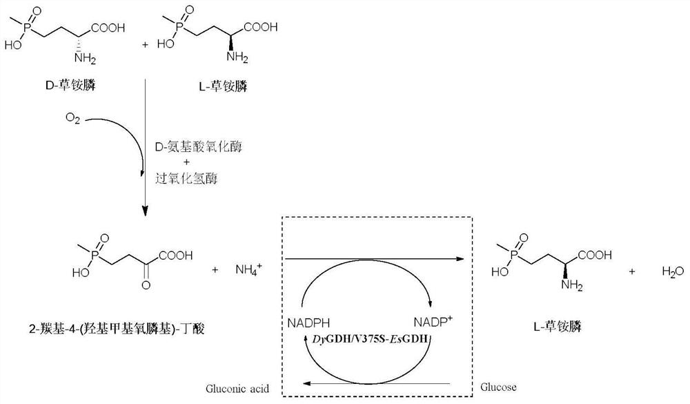 A kind of glufosinate-ammonium dehydrogenase mutant and its application in the production of l-glufosinate-ammonium