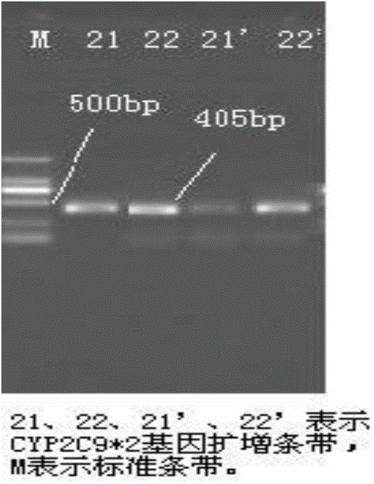 Primer capable of detecting CYP2C9*2 gene mutation, and detection method