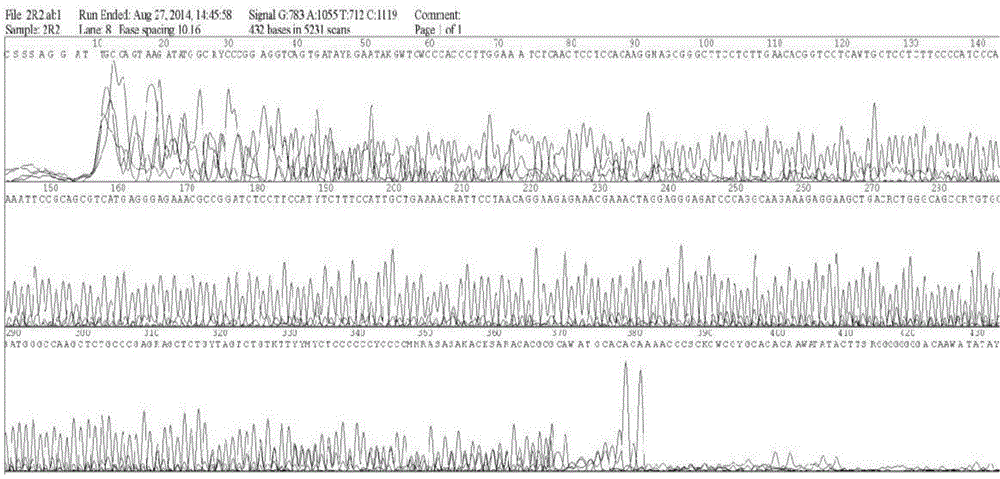 Primer capable of detecting CYP2C9*2 gene mutation, and detection method