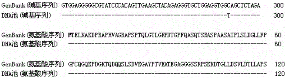 Molecular marker related to porcine reproduction traits based on PGR genes and detection method and application of molecular marker