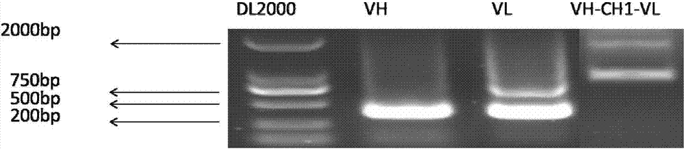 ScFv antibody, encoding gene thereof and application of scFv antibody to preparation of preparation for treating or preventing hepatitis B