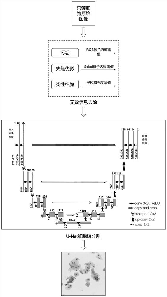 Cervical cell image screening method and system, computer equipment and storage medium