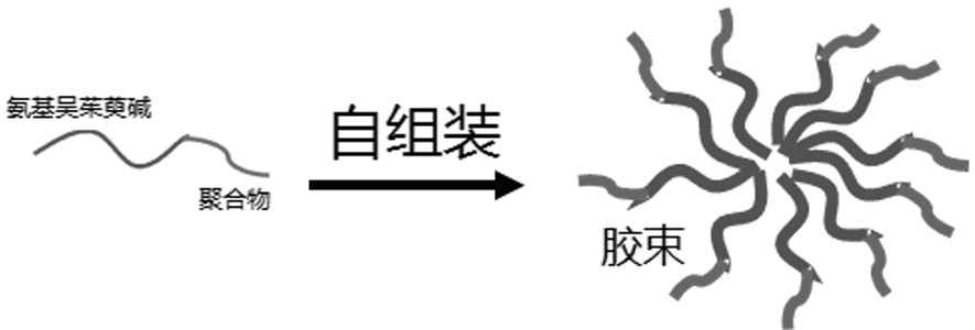 Amino evodiamine polymer micelle as well as preparation method and application thereof