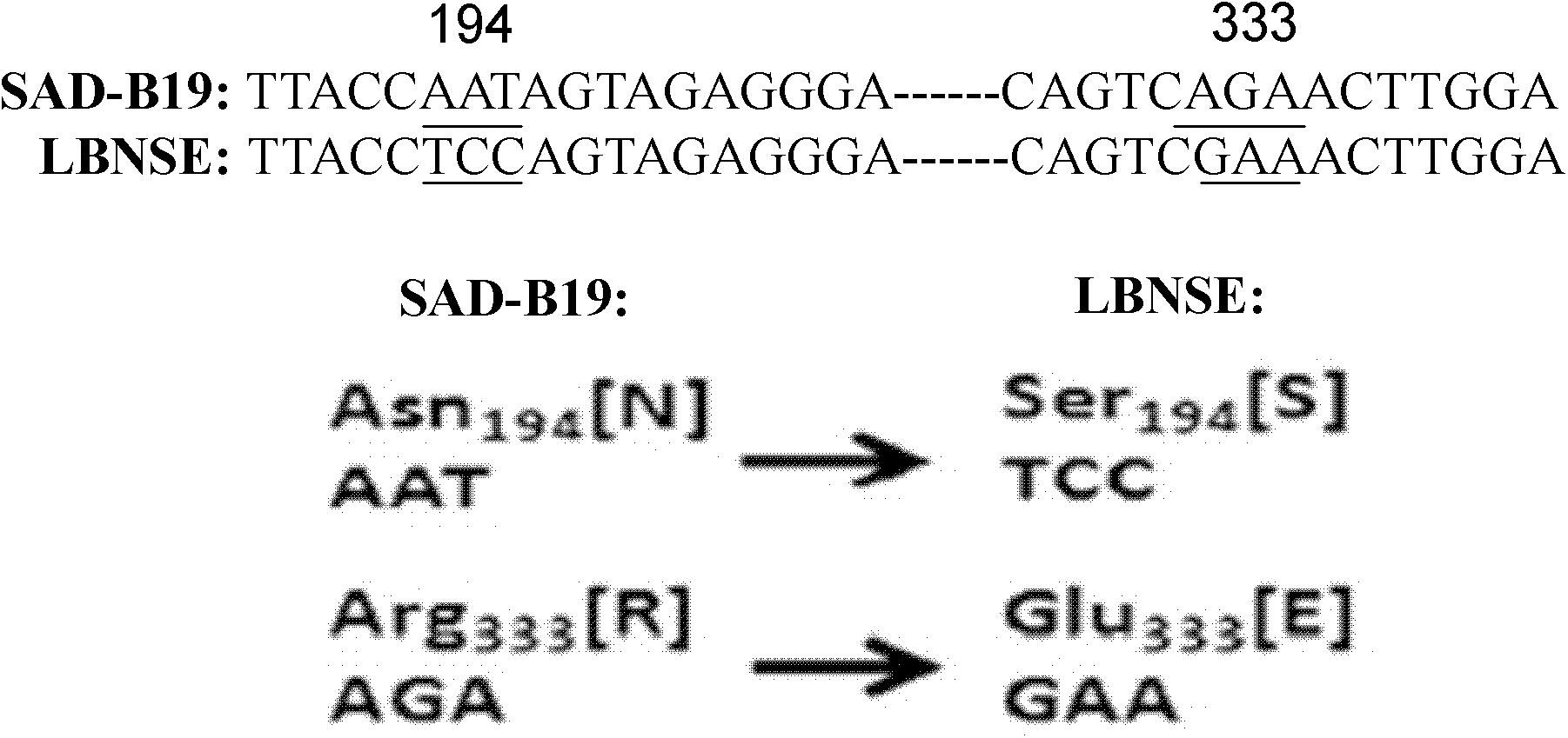 Oral vaccine strain for recombined rabies virus and preparation method thereof