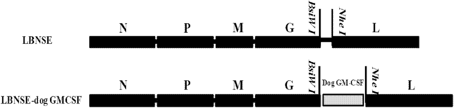 Oral vaccine strain for recombined rabies virus and preparation method thereof