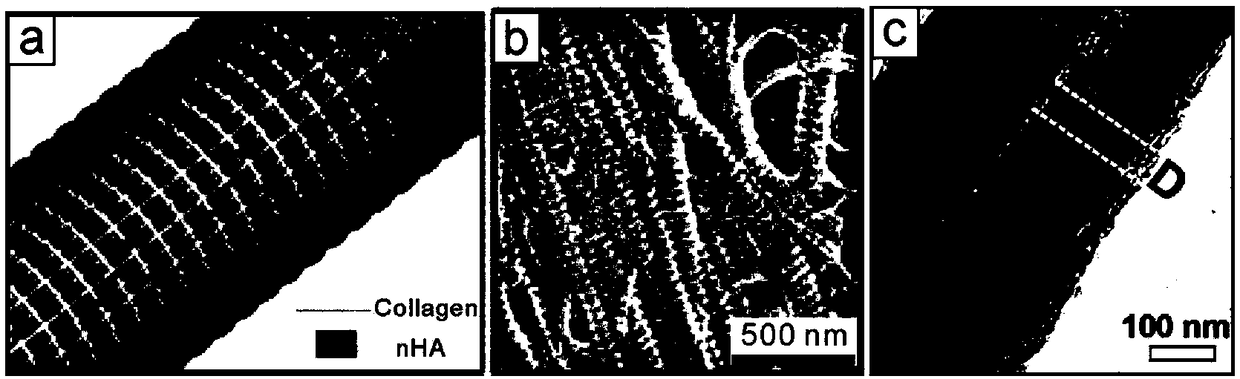 Method for preparing three-dimensional mineralized collagen scaffold material with hierarchical structure