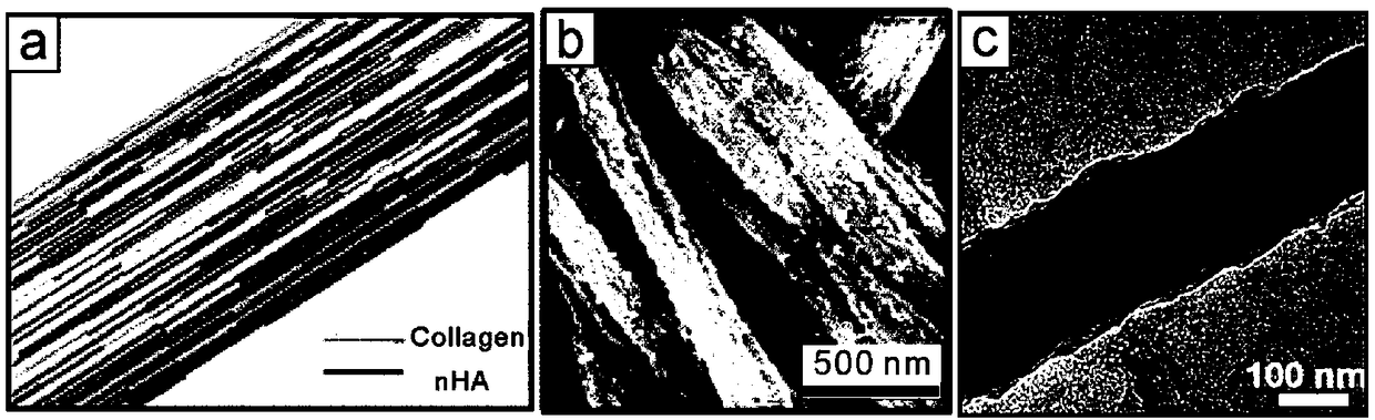 Method for preparing three-dimensional mineralized collagen scaffold material with hierarchical structure