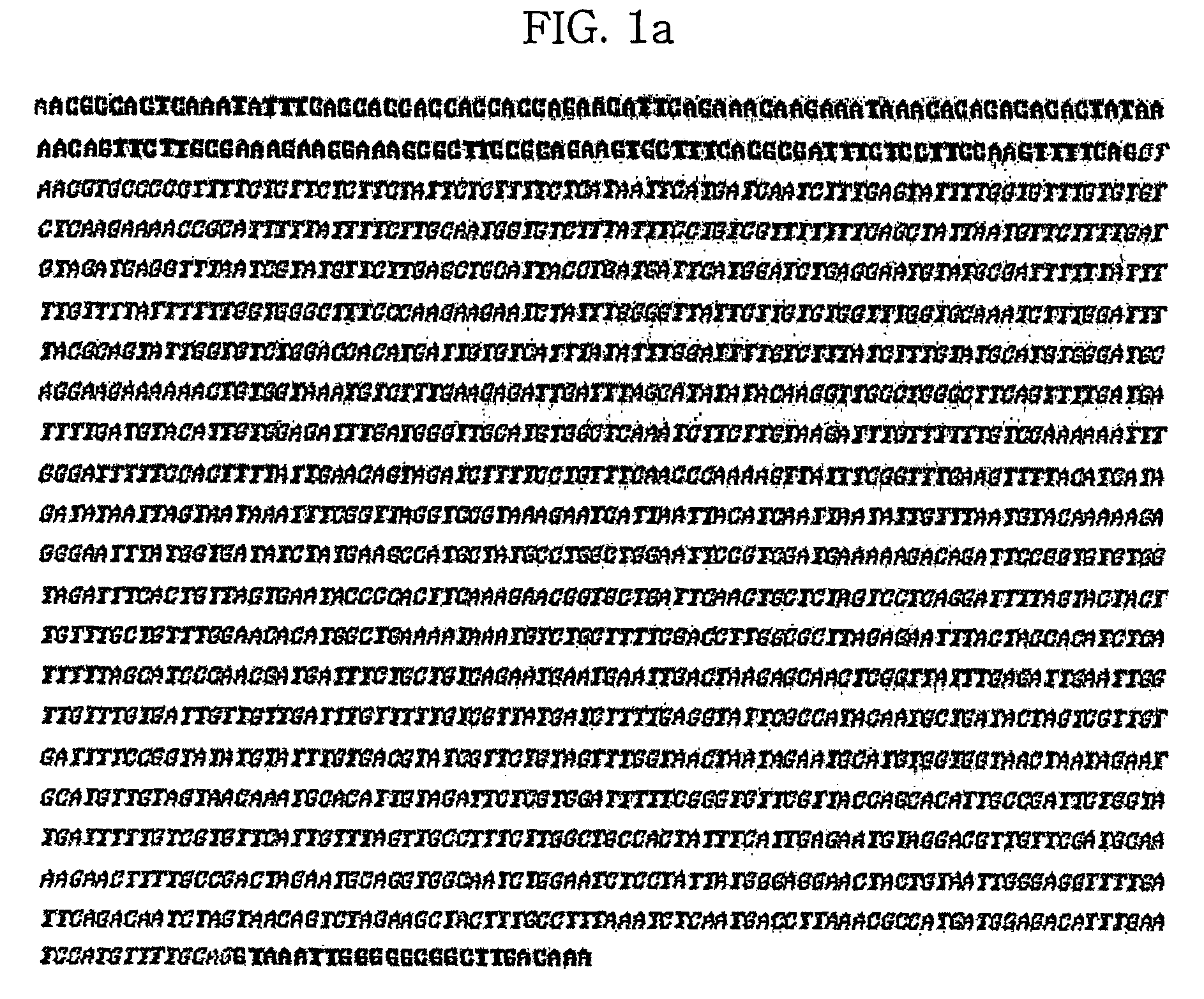 Plant seed-specific expression promoter derived from sesame and seed-specific expression vector comprising the promoter