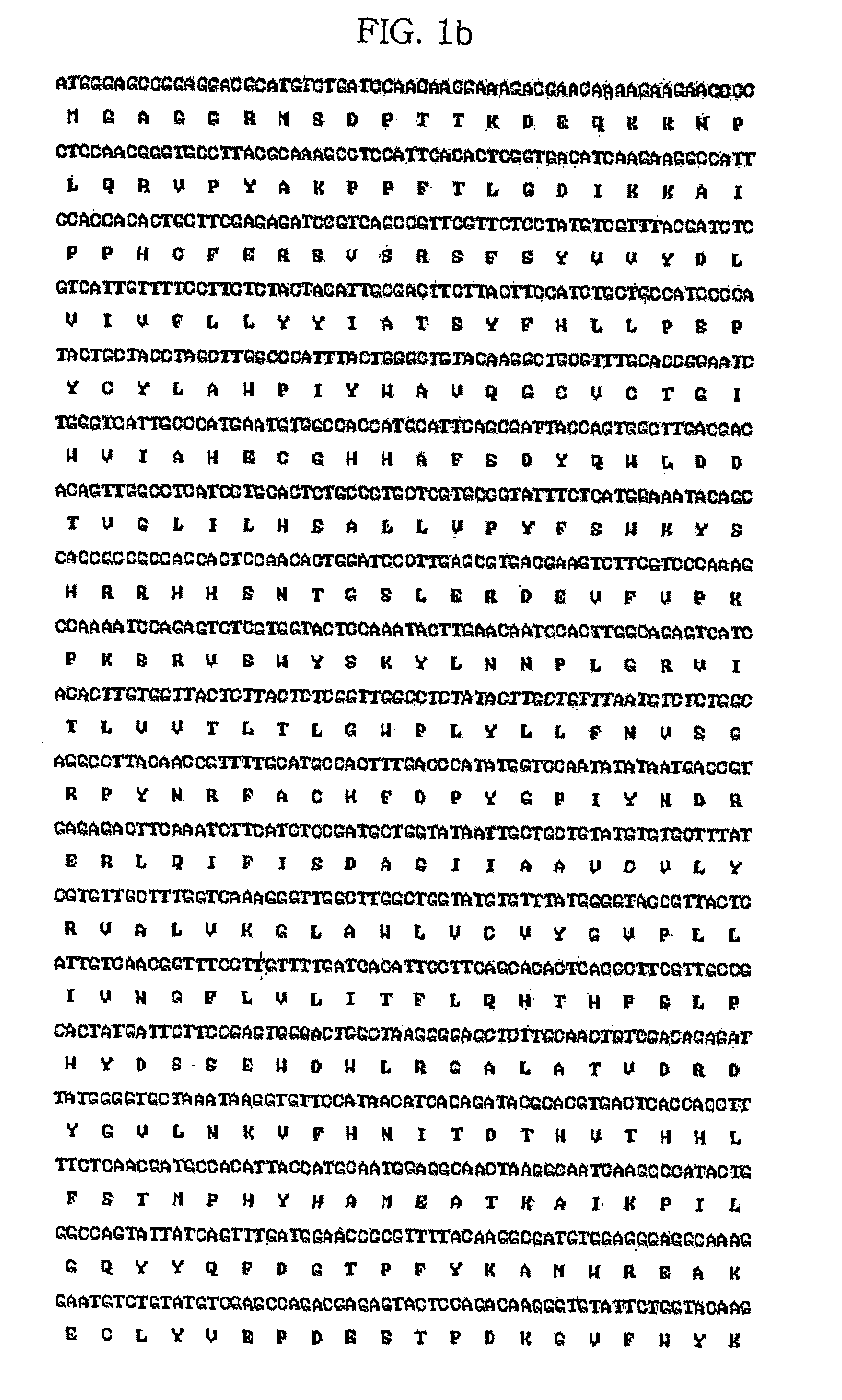 Plant seed-specific expression promoter derived from sesame and seed-specific expression vector comprising the promoter