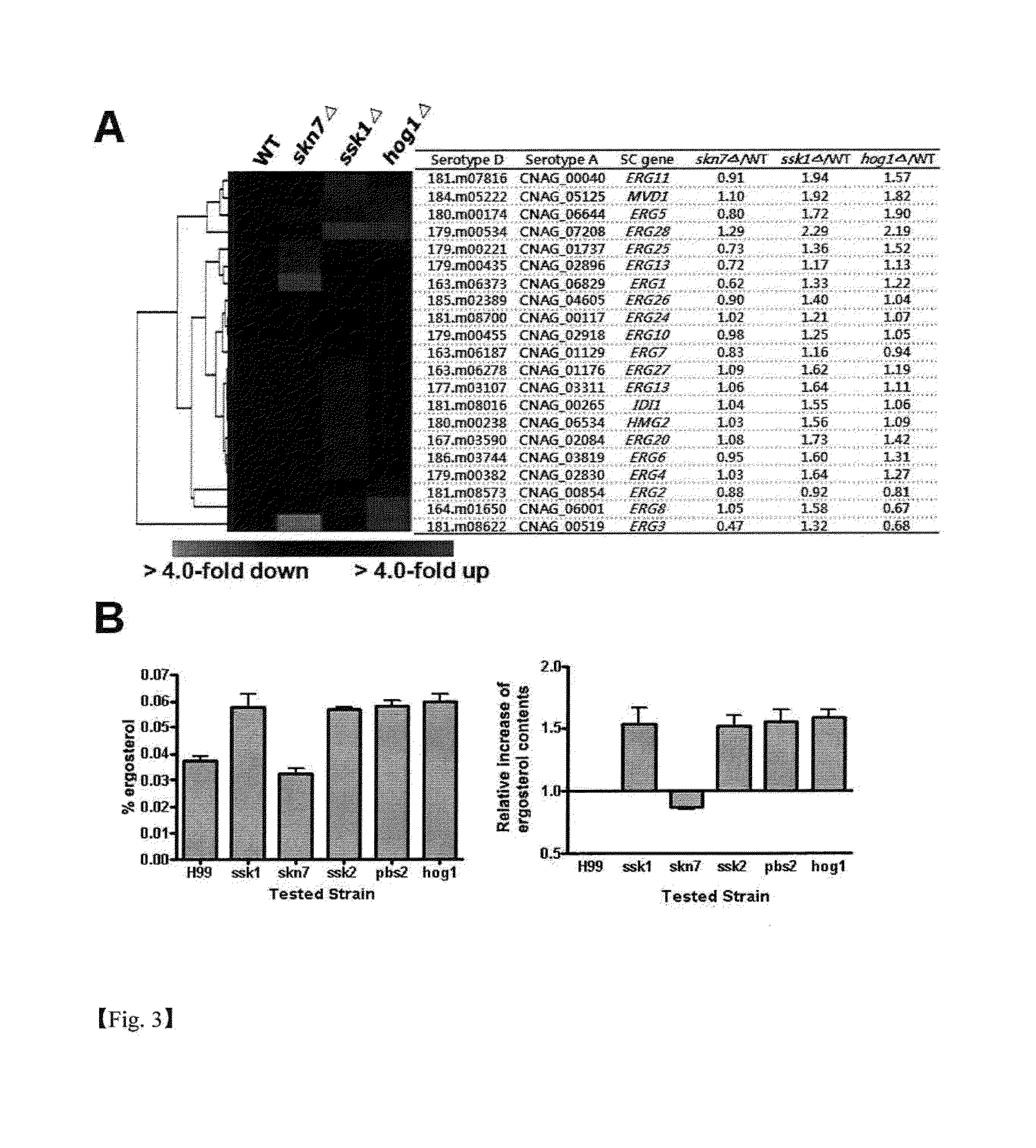 USE OF THE GENES IN THE HOG, Ras AND cAMP PATHWAY FOR TREATMENT OF FUNGAL INFECTION